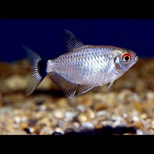 Moenkausia sanctaefilomenae - Tetra yeux rouges M